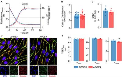 Autocrine Effects of Brain Endothelial Cell-Produced Human Apolipoprotein E on Metabolism and Inflammation in vitro